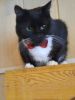 Faina Katze (2)